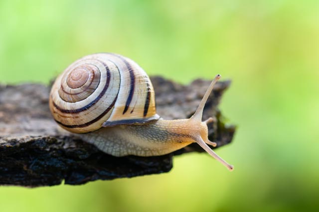 Die Hain-Schnirkelschnecke, das Tier des Jahres 2025. Foto: © Stéphane Vitzthum